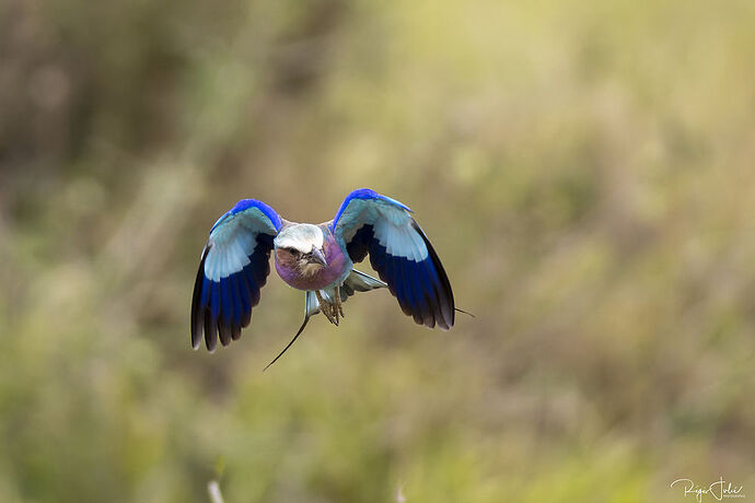 Masai Mara : Les oiseaux - rjulie95