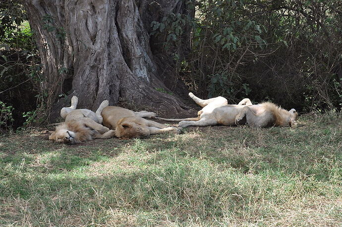 Re: Retour d'expérience Safari Gate to Zion - Mtabazi en Tanzanie - Nicolas-Monami