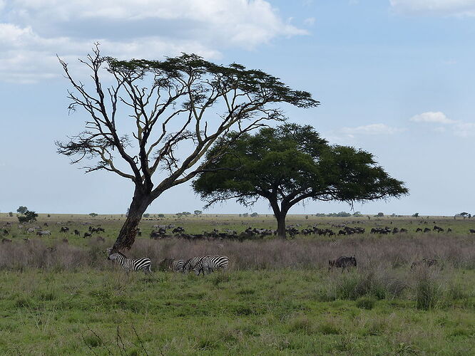 Re: Une averse de lions... novembre 2021 dans les grands parcs du Nord de la Tanzanie - fabienne65