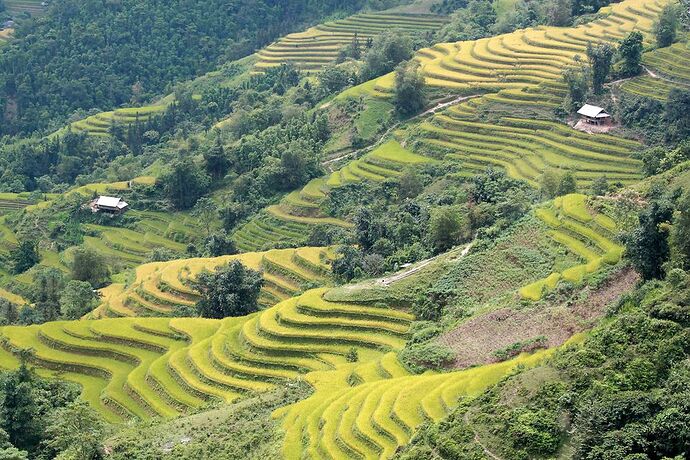 Re: Hoàng Su Phi et ses rizières en terrasse. - Abalone_vn