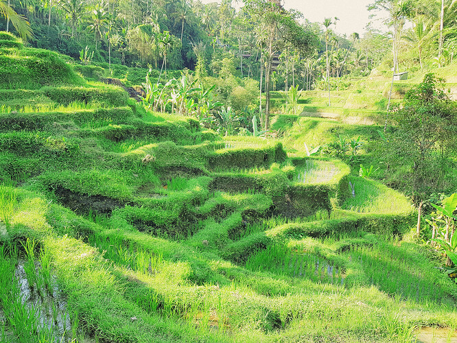 les rizières de Tegallalang - the-chris-s-Adventures