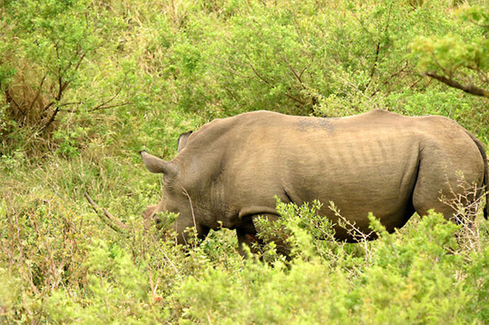 Re: Au paradis ! Compte rendu d'un voyage de 2 petites semaines en Afrique du Sud - L-argonnais Re: Au paradis ! Compte rendu d'un voyage de 2 petites semaines en Afrique du Sud - L-argonnais