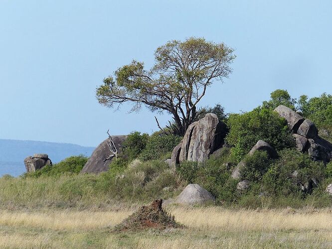 Découverte macabre - matinée du 4ème jour dans le Serengeti - fabienne65