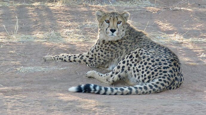 Re: NAMBOTSVIC Namibie- Botswana- Victoria Falls, 3 semaines magiques - PATOUTAILLE