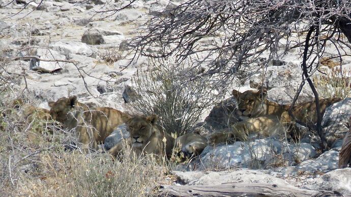 Re: NAMBOTSVIC Namibie- Botswana- Victoria Falls, 3 semaines magiques - PATOUTAILLE