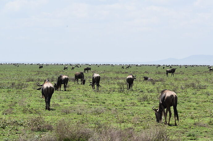 Re: Safari avec Waltz Tour Safaris en Tanzanie  - Laura-Plp