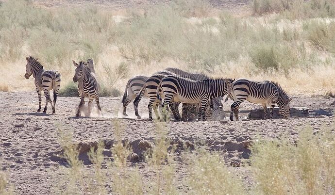 Re: 25 jours en Namibie en juillet 2021 - blueb