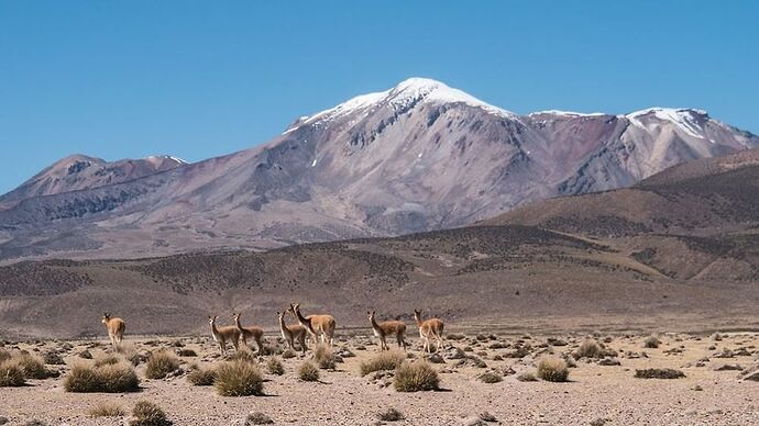 L'altiplano chilien et son splendide parc Lauca ! - Deux Évadés