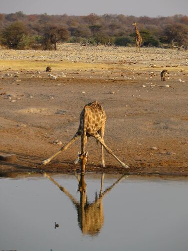 Re: Itinéraire 38 jours en Namibie et 12 jours en Afrique du Sud - yensabai