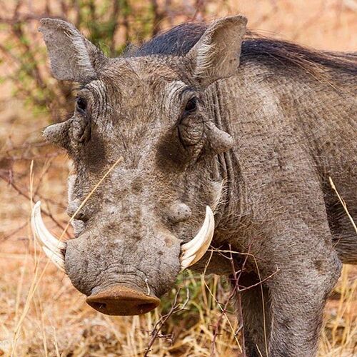 Okonjima - traque au léopard - Millie