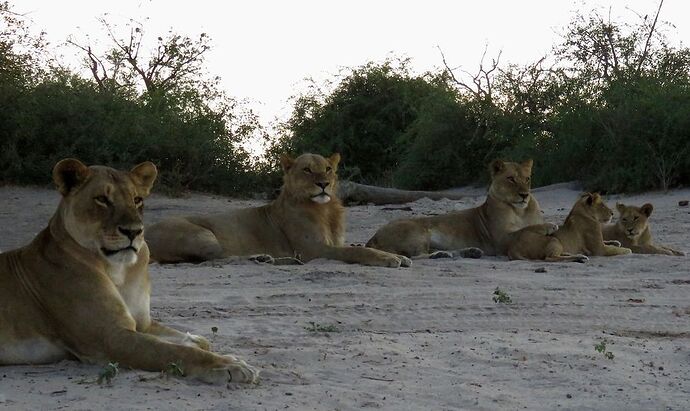 Re: NAMBOTSVIC Namibie- Botswana- Victoria Falls, 3 semaines magiques - PATOUTAILLE