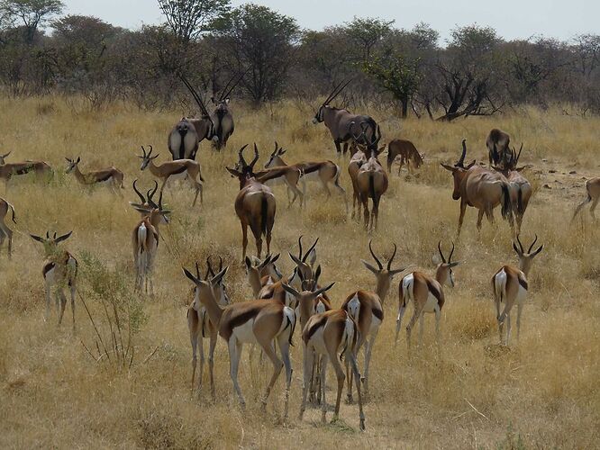 Re: Safari photo au Zimbabwe... mais loin des sentiers battus - yensabai
