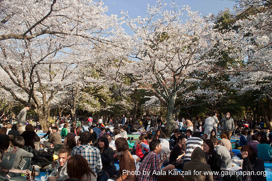 hanami - sakura at Yoyogi PArk Tokyo with Go Go nihon Japan - go go hanami