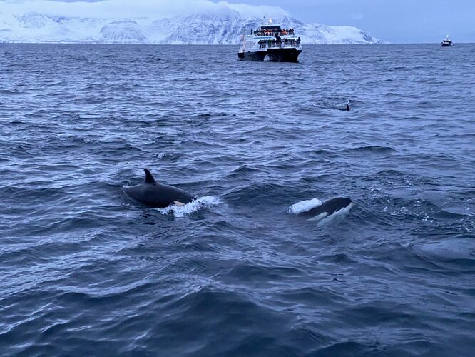 Norvège: A la découverte des Orques et Baleines !  - Nicolas-Locque
