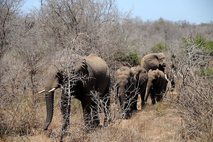 Re: Au paradis ! Compte rendu d'un voyage de 2 petites semaines en Afrique du Sud - L-argonnais Re: Au paradis ! Compte rendu d'un voyage de 2 petites semaines en Afrique du Sud - L-argonnais