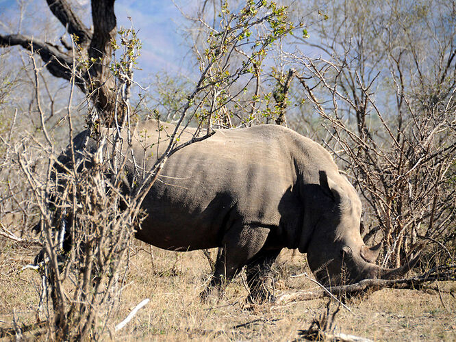 Re: Au paradis ! Compte rendu d'un voyage de 2 petites semaines en Afrique du Sud - L-argonnais Re: Au paradis ! Compte rendu d'un voyage de 2 petites semaines en Afrique du Sud - L-argonnais