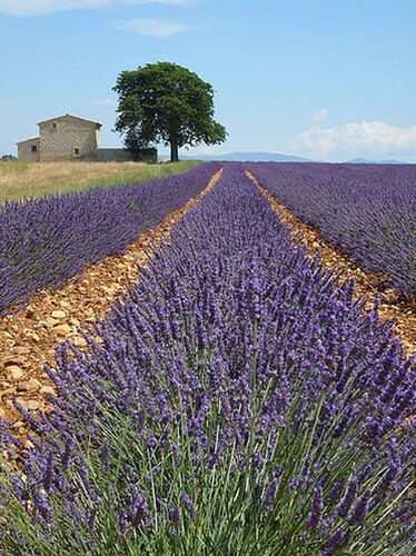 Champs de lavande - Toulonnais