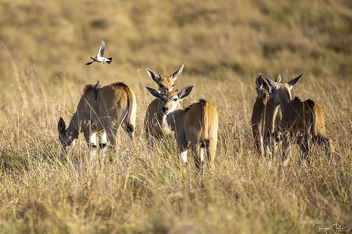 Masai Mara : Divers - rjulie95