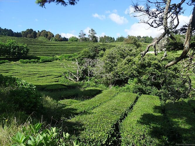 2 semaines sur Sao Miguel sans s'ennuyer! - PepetteEnVadrouille