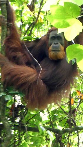 Sumatra : sauvage et authentique - overgonz78