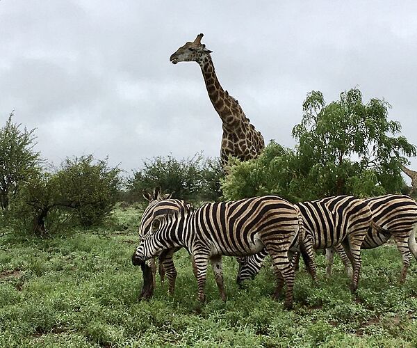 Re: De Joburg à Capetown, nos 3 semaines en décembre. - PATOUTAILLE