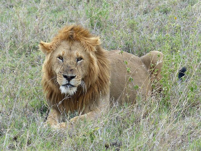 Re: Une averse de lions... novembre 2021 dans les grands parcs du Nord de la Tanzanie - fabienne65