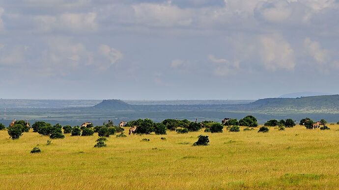 Re: Au coeur du Kenya ; le Kenya dans le coeur - Jmarc71