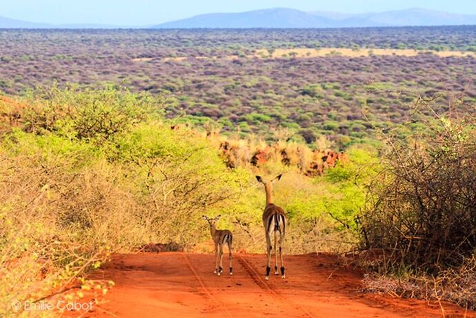 Okonjima - traque au léopard - Millie