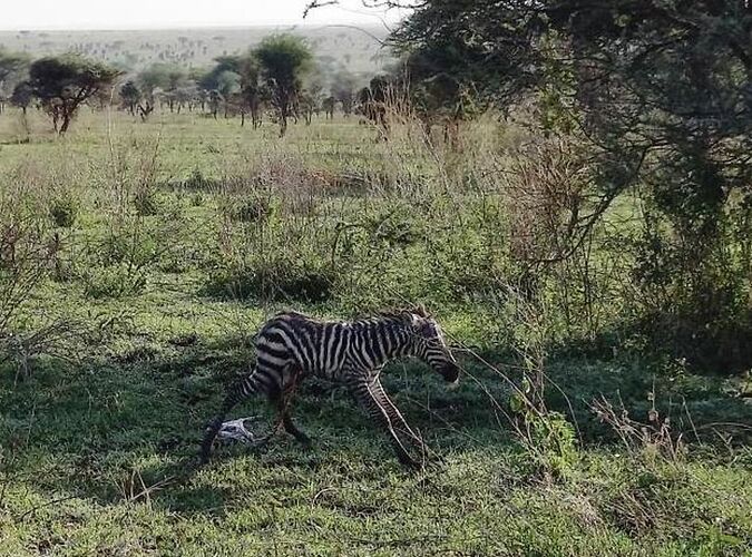 Re: Kiwoito Safari en Tanzanie - DGold