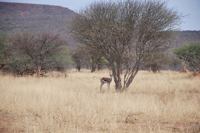 Récit d'un merveilleux voyage en Namibie - llce