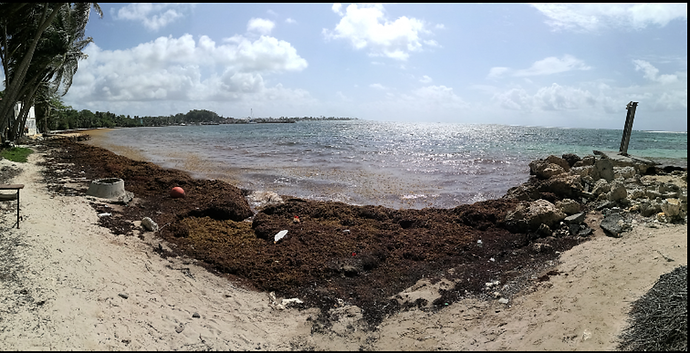 Re: Sargasses Guadeloupe  - Frederic-Maillot