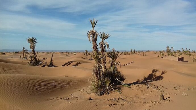 Palmier, dunes et oasis de l'Oued Drâa - elfete