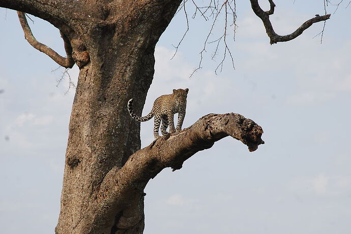 Re: Safari en juin 2018 - voyage de noces  - mikabboud