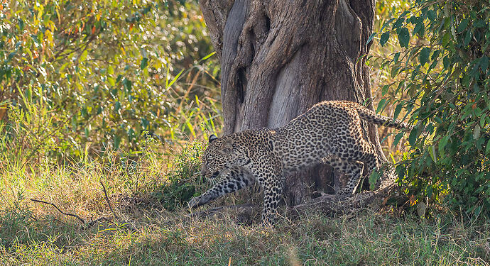 Re: Kenya juillet 2021 un nouveau safari de Samburu au Massai Mara en passant par Meru et Aberdare NP - Karen56