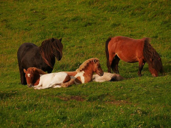 Re: 24 jours en Ecosse jusqu'aux îles Shetlands avec 2 chiens - Zoune