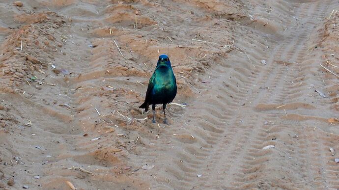 Re: NAMBOTSVIC Namibie- Botswana- Victoria Falls, 3 semaines magiques - PATOUTAILLE