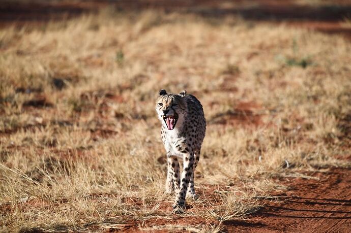 Re: Namibie - 15 jours en octobre 2018 - pascal41lc