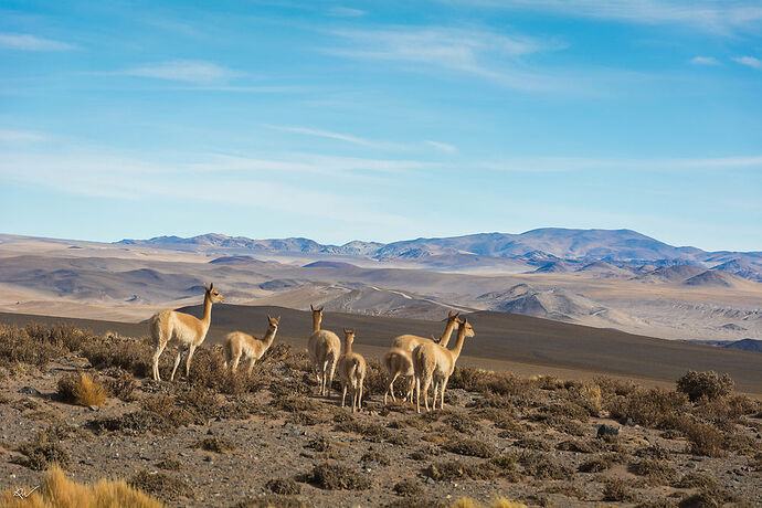 Merci Argentina Travel Aventure   - reguiss