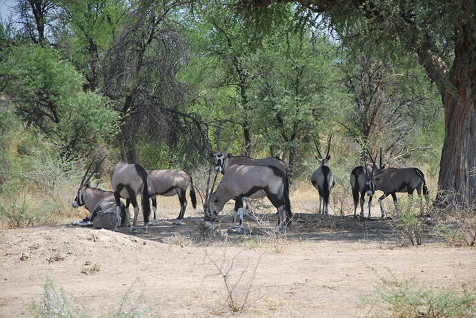 Récit d'un merveilleux voyage en Namibie j2 - llce