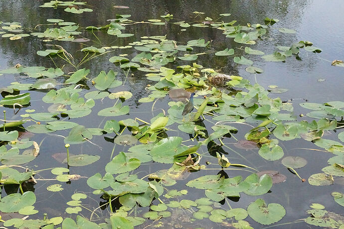 Découverte de le FLORIDE - Les KEYS & Les EVERGLADES - cartesien