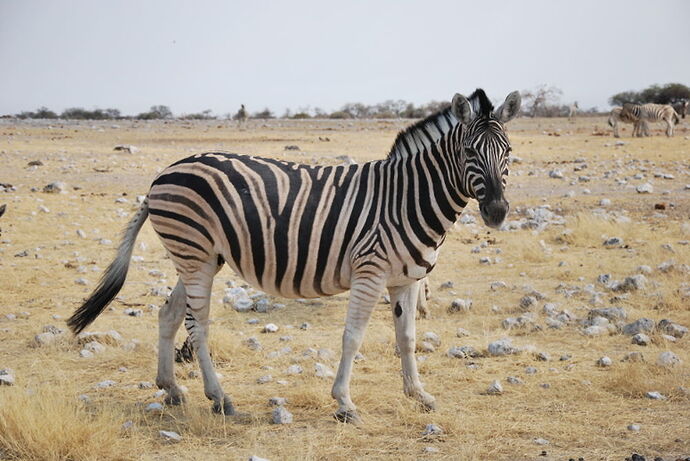 Récit d'un merveilleux voyage en Namibie j3 - llce