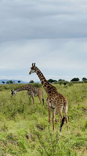Re: Chacal Expeditions Safari Kenya - Alphonse-Aurore