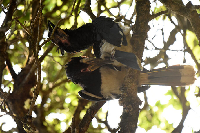 Re: Au paradis ! Compte rendu d'un voyage de 2 petites semaines en Afrique du Sud - L-argonnais Re: Au paradis ! Compte rendu d'un voyage de 2 petites semaines en Afrique du Sud - L-argonnais