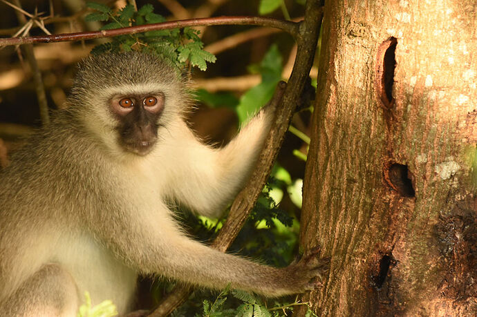 Re: Au paradis ! Compte rendu d'un voyage de 2 petites semaines en Afrique du Sud - L-argonnais Re: Au paradis ! Compte rendu d'un voyage de 2 petites semaines en Afrique du Sud - L-argonnais