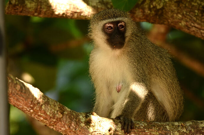 Re: Au paradis ! Compte rendu d'un voyage de 2 petites semaines en Afrique du Sud - L-argonnais Re: Au paradis ! Compte rendu d'un voyage de 2 petites semaines en Afrique du Sud - L-argonnais