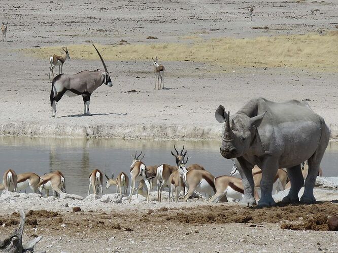 Re: Safari photo au Zimbabwe... mais loin des sentiers battus - yensabai