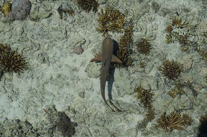 Kanawa, requin pointe noire juvénile