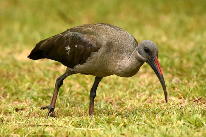 Re: Au paradis ! Compte rendu d'un voyage de 2 petites semaines en Afrique du Sud - L-argonnais Re: Au paradis ! Compte rendu d'un voyage de 2 petites semaines en Afrique du Sud - L-argonnais