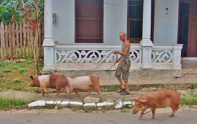Même à Cuba, dans le cochon tout est bon ! - Aurellyen