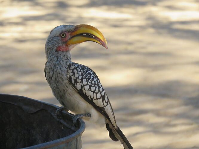 Re: Safari en Namibie - yensabai